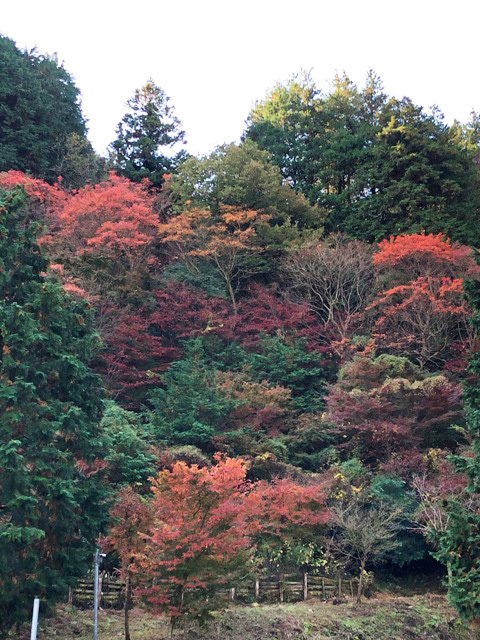 大山の紅葉 高千穂のリフォームブログ 神奈川県横浜市