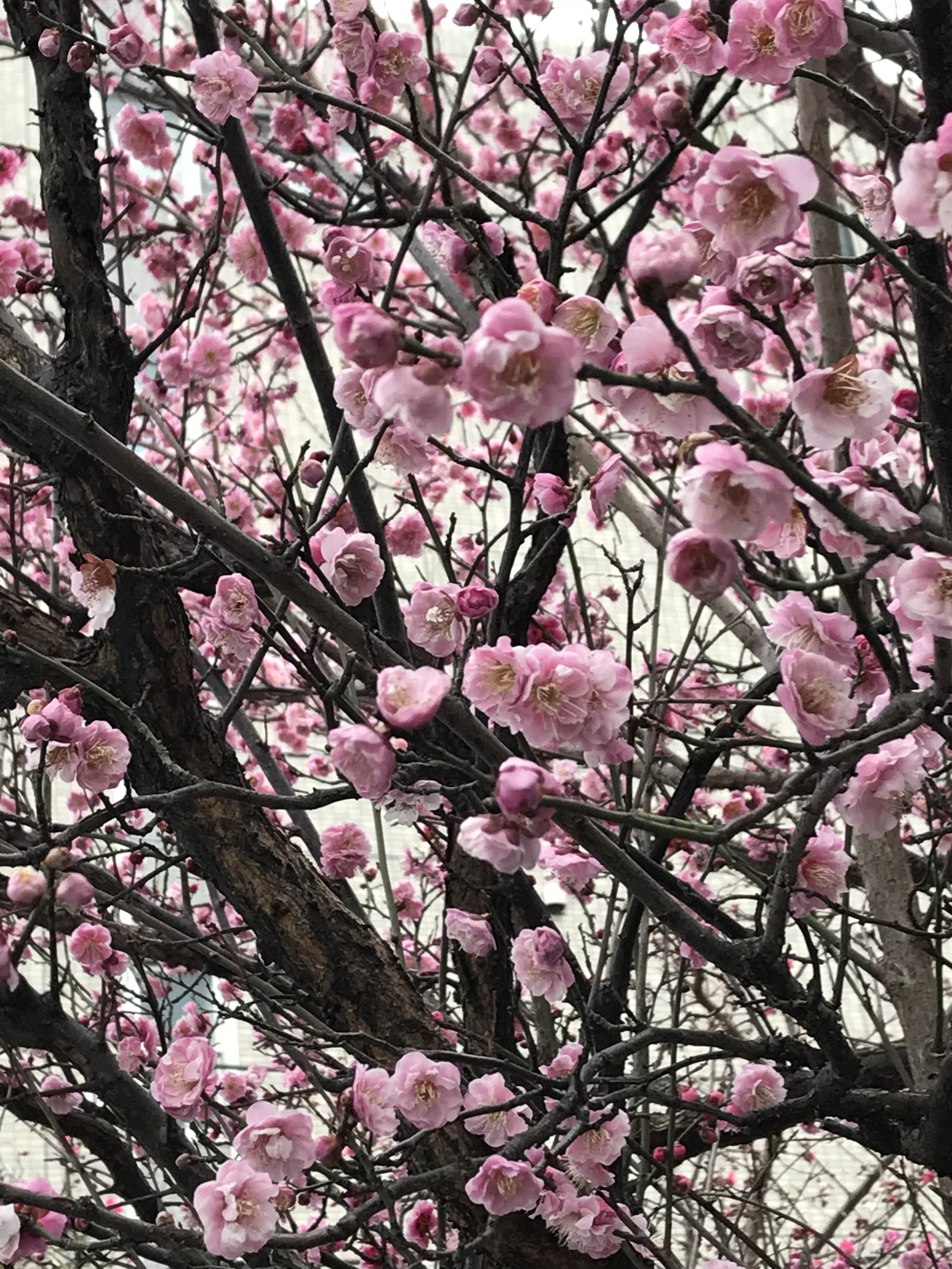 春です 高千穂のリフォームブログ 神奈川県横浜市